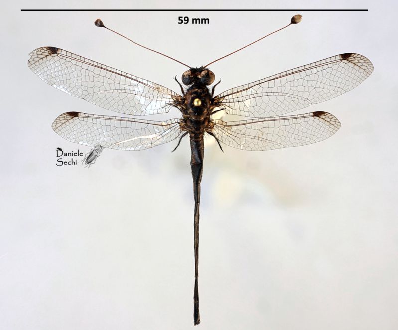 Ascalaphidae 4 m.jpg