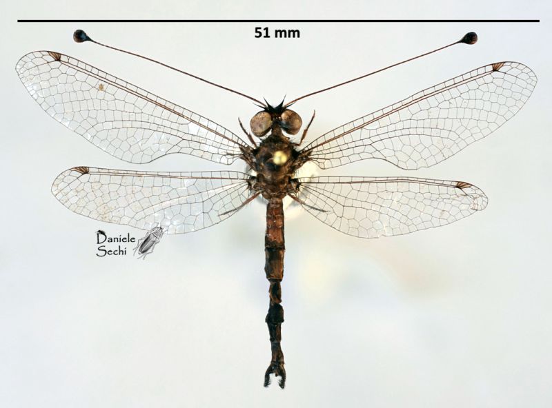 Ascalaphidae 5.jpg