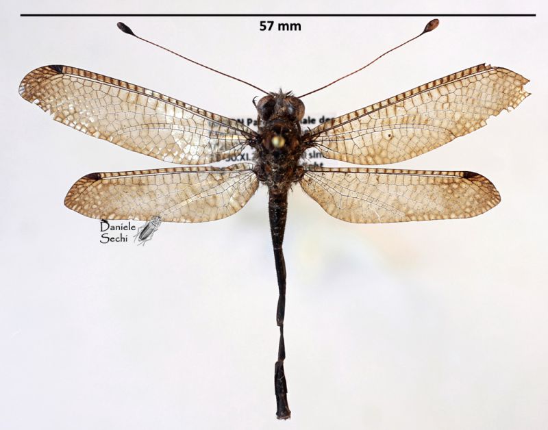 Ascalaphidae 6.jpg