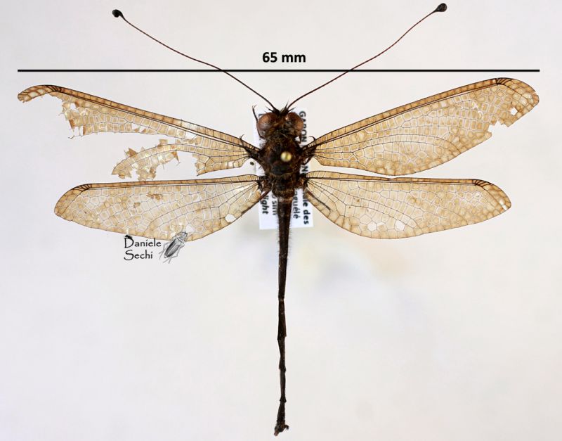 Ascalaphidae 7.jpg