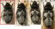 IMG_7650b copia mustelinus.jpg