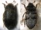 IMG_7630ab  Dermestes mustelinus - Copia.JPG