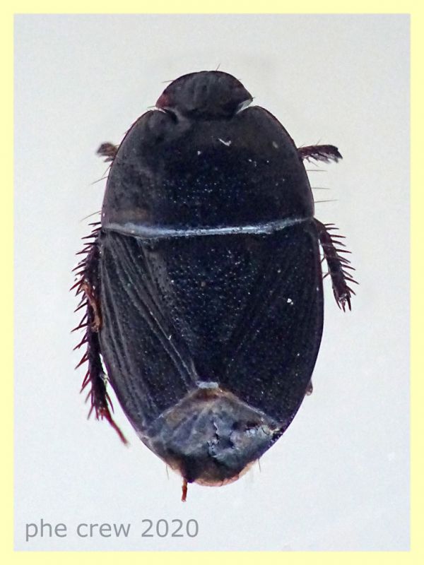 probabile Geotomus elongatus - 5 mm. morto secco vicino trappola ad aceto - Anzio - 24.5.2020 - (2).JPG