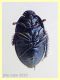 probabile Geotomus elongatus - 5 mm. morto secco vicino trappola ad aceto - Anzio - 24.5.2020 - (1).JPG