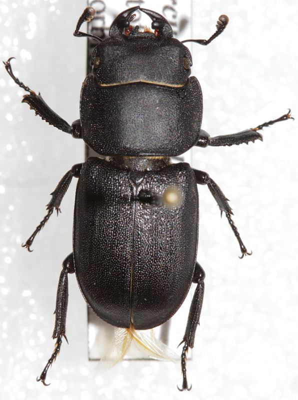 Dorcus parallelepipedus1.JPG