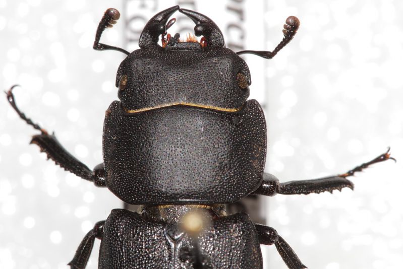 Dorcus parallelepipedus3.JPG