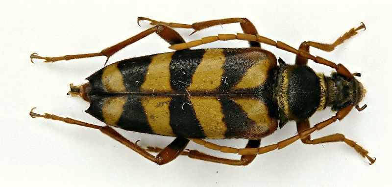 Leptura aurulenta.JPG