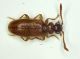 Pseudtomoderus.JPG
