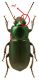 Harpalus distinguendus.jpg