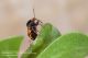 Deraeocoris_schach_Pietrastornina_Labriola_5874.jpg