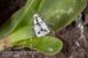 Deraeocoris_schach_spoglie_muta_Pietrastornina_Labriola_5912.jpg
