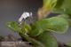 Deraeocoris_schach_spoglie_muta_Pietrastornina_Labriola_5914.jpg