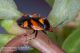 Deraeocoris_schach_Pietrastornina_Labriola_5915.jpg