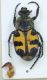 Trichius gallicus. maschio Perledo Lugherna 1.jpg