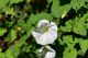 DSC_7136.JPG