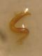 Cryptocephalus 008 A.jpg
