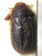 IMG_4020aa Ciidae.JPG