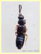 Stafilino - 2,5 mm. - trappola ad aceto - Anzio 24.5.2020 - (1).JPG