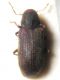 IMG_3880aa (AN) Anobium.JPG