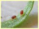 probabile Tetranychus urticae su Poppy Victoria Cross - Anzio 6.6.2020 - (4).JPG