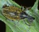 Limbara currad7gi20 073mod.jpg