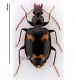 Carabidae 2.jpg