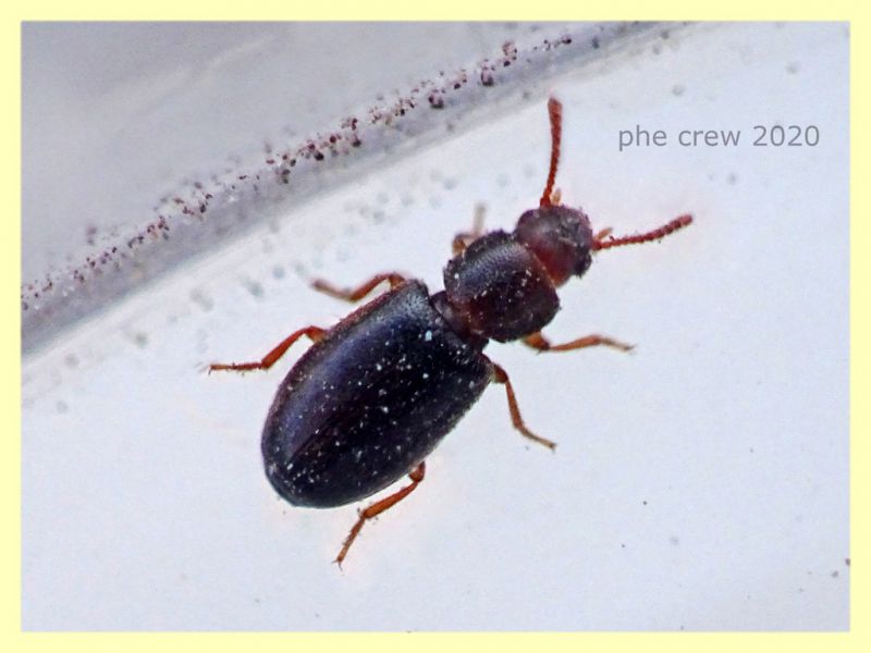 probabile Zopheridae 2,2 mm. - Anzio 9.6.2020 - (1).JPG