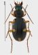 Carabidae 3.jpg