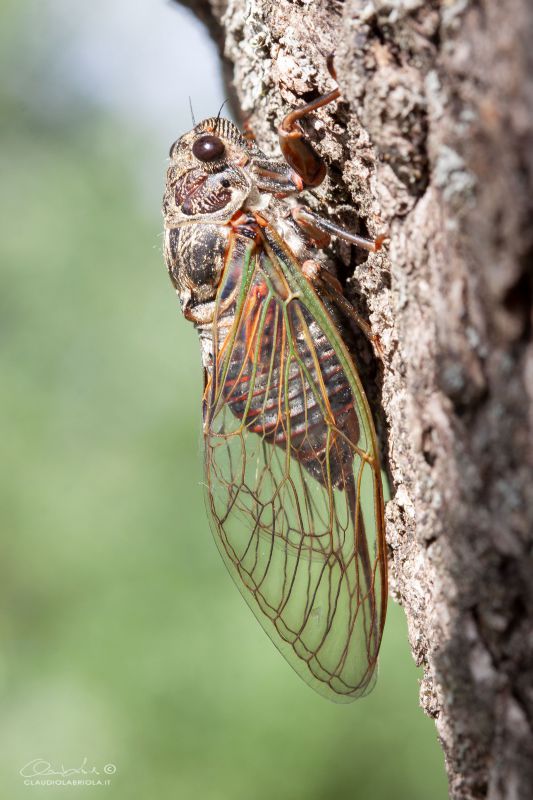 Tibicina_cf_haematodes_Labriola_6101.jpg