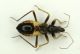 Eterottero formica 02a.JPG