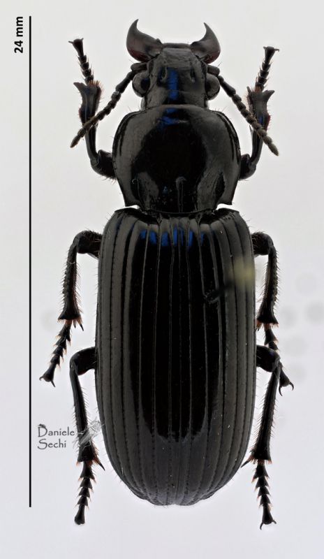 Carabidae 6rid.jpg