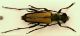 Leptura corno.JPG
