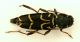 Xylotrechus 1.JPG