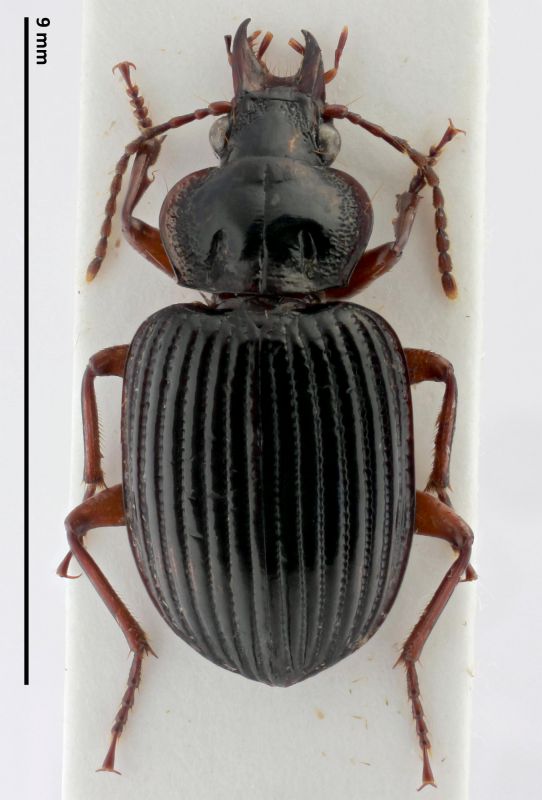 Carabidae 10.jpg