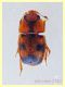 - Epuraea ocularis o unicolor - 1,9 mm. - Anzio 24.5.2020 - (2).JPG