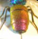 Chrysura 007 A.jpg