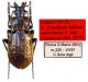 Carabus italicus aemilianus Cavazzuti, 2018  (Paratypus) - kopie.JPG
