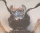 Anotylus capo f.jpg