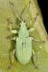 1 phyllobius virideaeris curculionidae san giorio.jpg