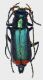Clanoptilus1.FEI.jpg