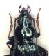 Carabidae3.FEI.jpg