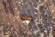 2 geostiba circellaris staphylinidae baronessa.jpg