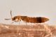 3 geostiba circellaris staphylinidae baronessa.jpg