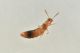 4 geostiba circellaris staphylinidae baronessa.jpg