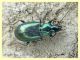 2 probabile Agonum sp. circa 9 mm. - Roma - San Paolo - Lungotevere di Pietra Papa - 10.10.2019 - (2).JPG