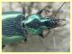 6 probabile Agonum sp. circa 9 mm. - Roma - San Paolo - Lungotevere di Pietra Papa - 10.10.2019 - (3).JPG