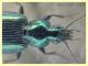7 probabile Agonum sp. circa 9 mm. - Roma - San Paolo - Lungotevere di Pietra Papa - 10.10.2019 - (1).JPG