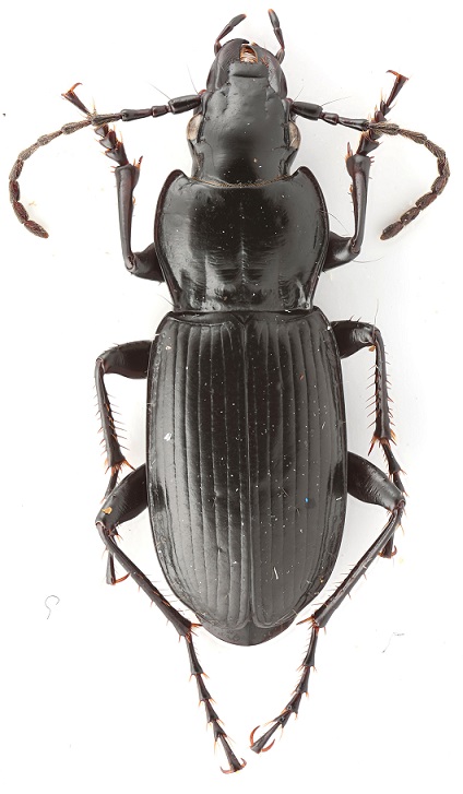 Pterostichus1.jpg