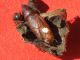 Drepanidae_Thyatira_batis_crisalide_vuota.jpg
