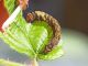 Drepanidae_Thyatira_batis_larva_2.jpg